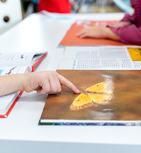 Young student looking at a beautiful butterfly in a book