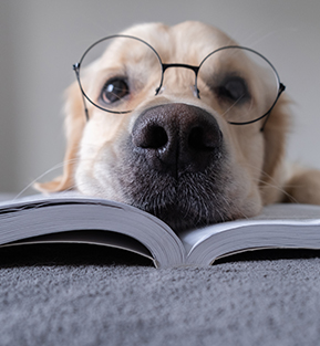Cute dog wearing glasses